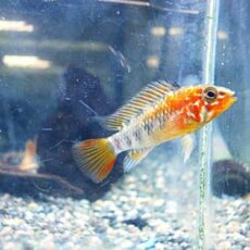 アピスト　ヴィエジタ　スーパーレッド　ペア　２０２６年４月７日入荷