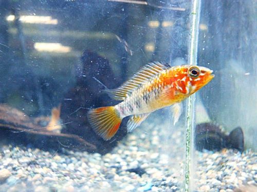 アピスト　ヴィエジタ　スーパーレッド　ペア　２０２６年４月７日入荷