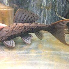 オレンジフィンアーマードプレコ　２０２６年４月１０日撮影