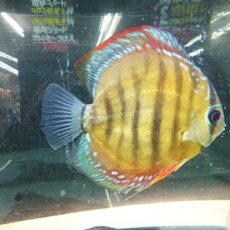 アレンカークロスディスカス①　２０２６年４月９日入荷