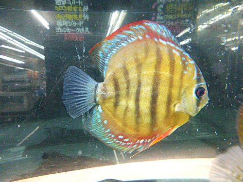 アレンカークロスディスカス①　２０２６年４月９日入荷