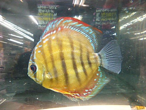 アレンカークロス・ディスカス