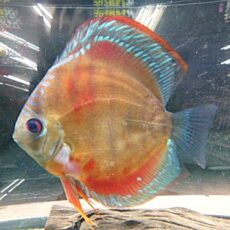 アレンカークロスディスカス②　２０２６年４月９日入荷