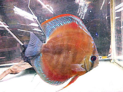 アレンカークロス・ディスカス