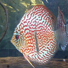 ヘッケルクロスディスカス　２０２６年４月９日入荷