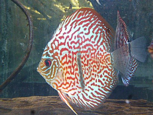 ヘッケルクロスディスカス　２０２６年４月９日入荷