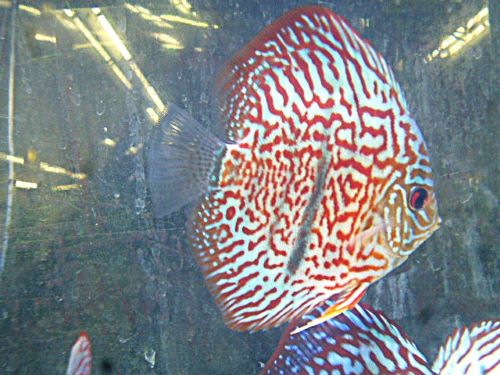 ヘッケルクロス・ディスカス