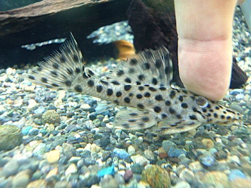 ホワイトトリムプレコ