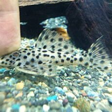 ホワイトトリムプレコ①　２０２６年４月２日入荷