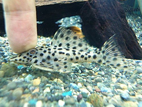 ホワイトトリムプレコ①　２０２６年４月２日入荷