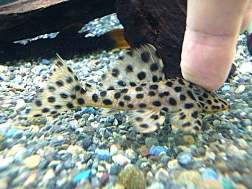 ホワイトトリムプレコ