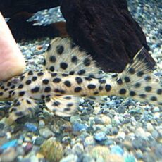 ホワイトトリムプレコ②　２０２６年４月２日入荷