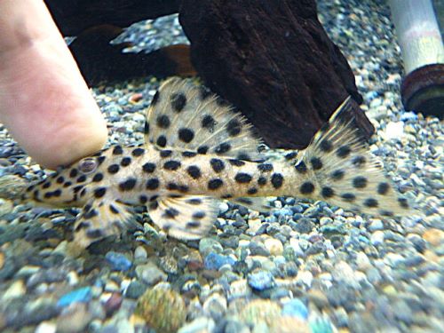 ホワイトトリムプレコ②　２０２６年４月２日入荷