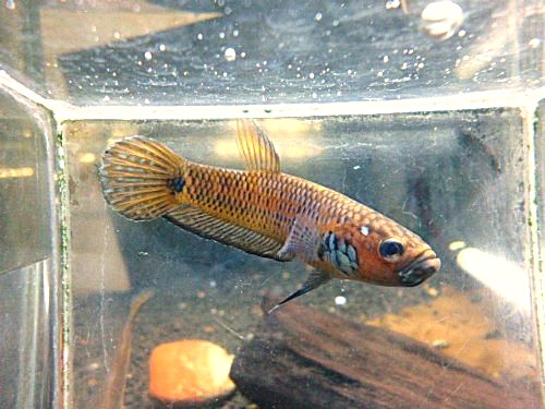 ベタ・Ｓｐ．キャンディ