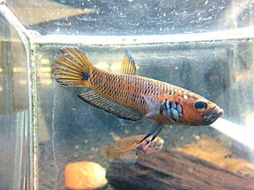 ベタ・Ｓｐ．キャンディ