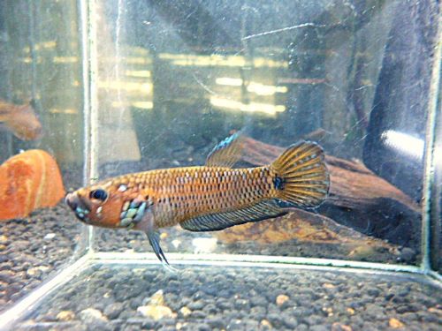 ベタ・Ｓｐ．キャンディ