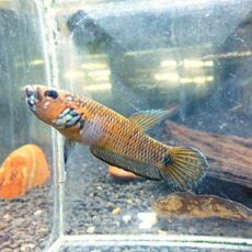 ＷＩＬＤベタＳｐ．キャンディ　ペア　２０２６年４月７日入荷