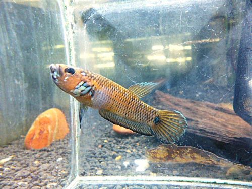 ＷＩＬＤベタＳｐ．キャンディ　ペア　２０２６年４月７日入荷