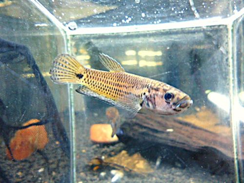 ベタ・Ｓｐ．キャンディ