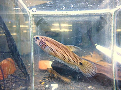 ベタ・Ｓｐ．キャンディ