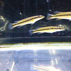 ゼブラパイク　２０２６年４月９日入荷