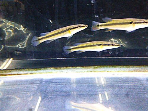 ゼブラパイク　２０２６年４月９日入荷