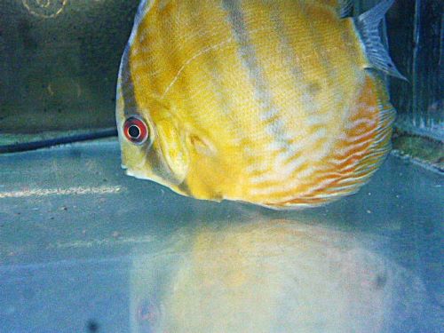 WILDウラリアブラウンディスカス*片方の腹ビレ無し2026年4月9日入荷 ブラウン・ディスカス