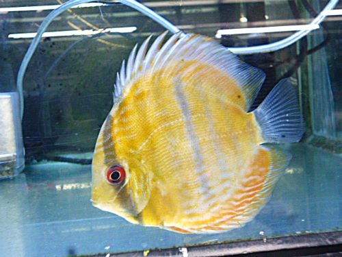 WILDウラリアブラウンディスカス*片方の腹ビレ無し2026年4月9日入荷 ブラウン・ディスカス