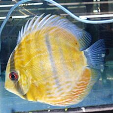 ＷＩＬＤウラリアブラウンディスカス＊片方の腹ビレ無し２０２６年４月９日入荷