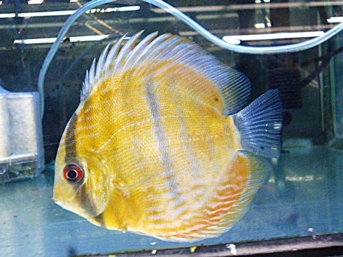 ＷＩＬＤウラリアブラウンディスカス＊片方の腹ビレ無し２０２６年４月９日入荷