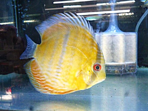 ブラウン・ディスカス