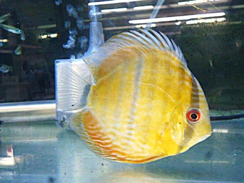 WILDウラリアブラウンディスカス*片方の腹ビレ無し2026年4月9日入荷 ブラウン・ディスカス