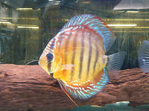 アレンカークロス・ディスカス