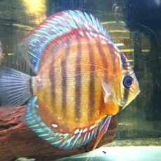 アレンカークロスディスカス③　２０２６年４月９日入荷