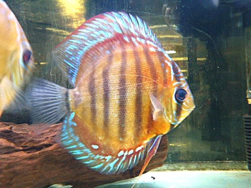 アレンカークロスディスカス③　２０２６年４月９日入荷