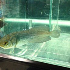 ヘテロティス　２０２６年４月２日入荷