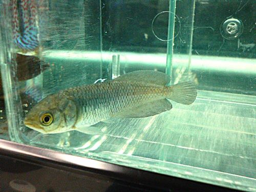 ヘテロティス　２０２６年４月２日入荷