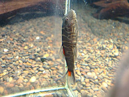 ブラッディーマリーヒルストリームローチ