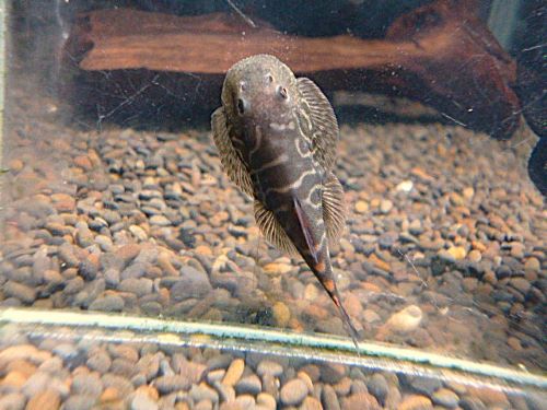 ブラッディーマリーヒルストリームローチ