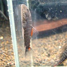 ブラッディーマリーヒルストリームローチ　２０２６年４月２日入荷