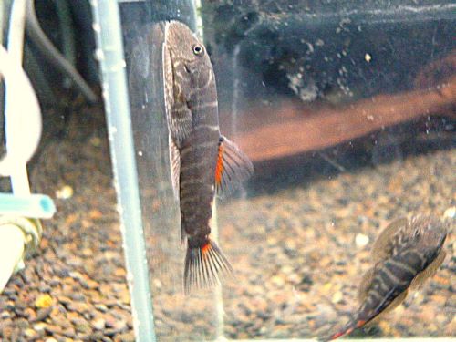 ブラッディーマリーヒルストリームローチ　２０２６年４月２日入荷