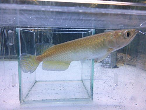 ノーザンバラムンディ