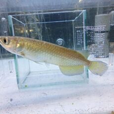 ノーザンバラムンディ　　２０２６年４月９日入荷