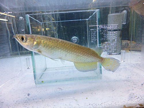 ノーザンバラムンディ　　２０２６年４月９日入荷