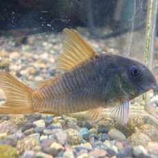 ＷＩＬＤコリドラス　コンコロール　２０２６年２月５日入荷