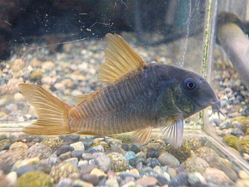 ＷＩＬＤコリドラス　コンコロール　２０２６年２月５日入荷