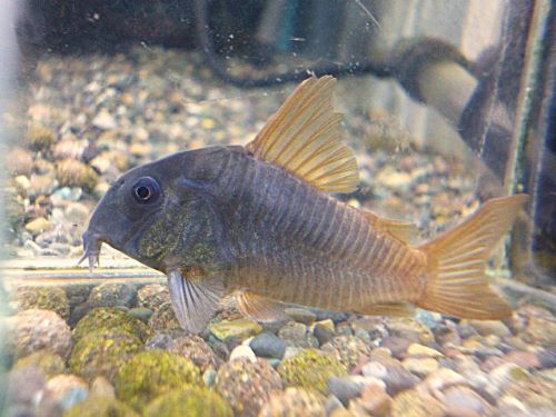 コリドラス　コンコロール