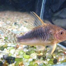 コリドラス　ゴッセイ　ＷＩＬＤ　２０２６年２月１１日入荷