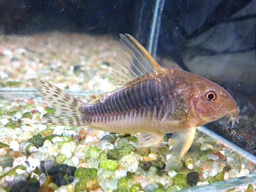 コリドラス　ゴッセイ　ＷＩＬＤ　２０２６年２月１１日入荷