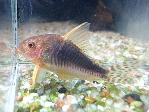 コリドラス　ゴッセイ